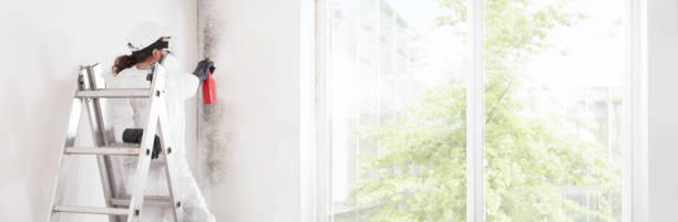 Best Mold Prevention Services  in Princeton, KY